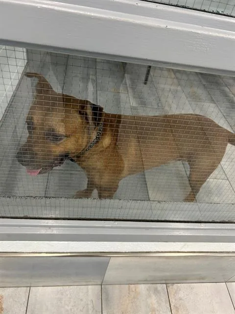 An adult large-sized male Mixed Breed dog named Denver for adoption in Charlotte, NC