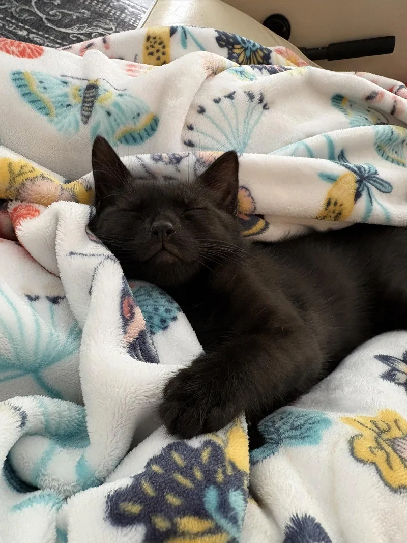 A baby medium-sized male Black Domestic Short Hair cat named Finn for adoption in Orlando, FL