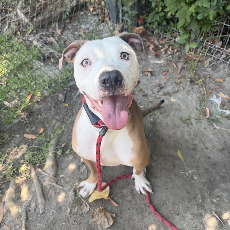 An adult medium-sized male Brown / Chocolate Pit Bull Terrier dog named Milo for adoption in Long Beach, CA