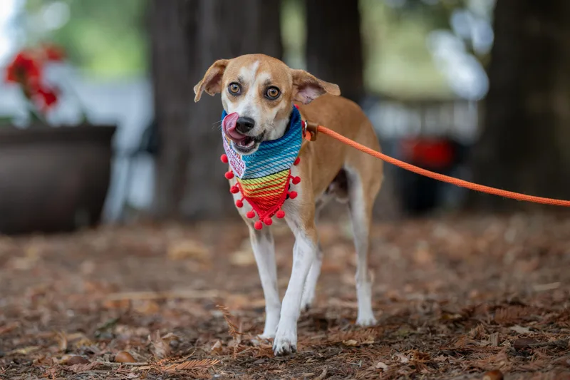 A young small-sized male Chihuahua dog named Balu for adoption in Santa Rosa, CA