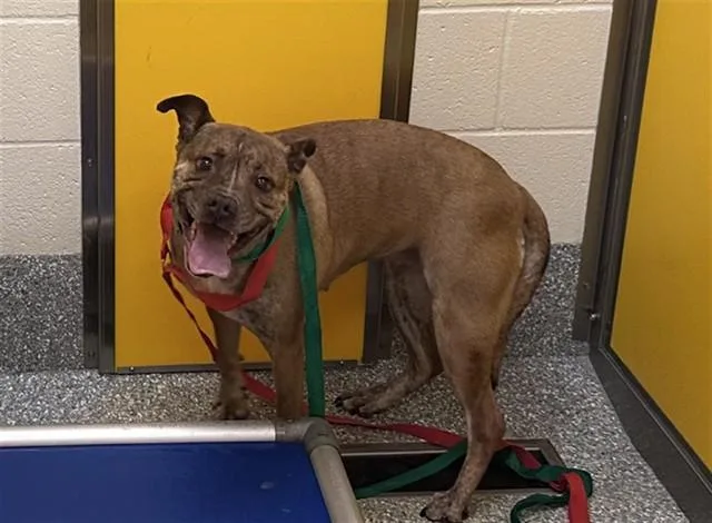 An adult medium-sized female Boxer dog named Lady for adoption in Tucson, AZ