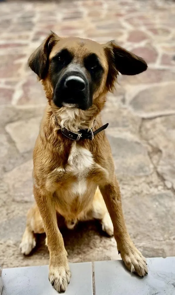 A young medium-sized male Golden Retriever dog named Pancho for adoption in Escondido, CA