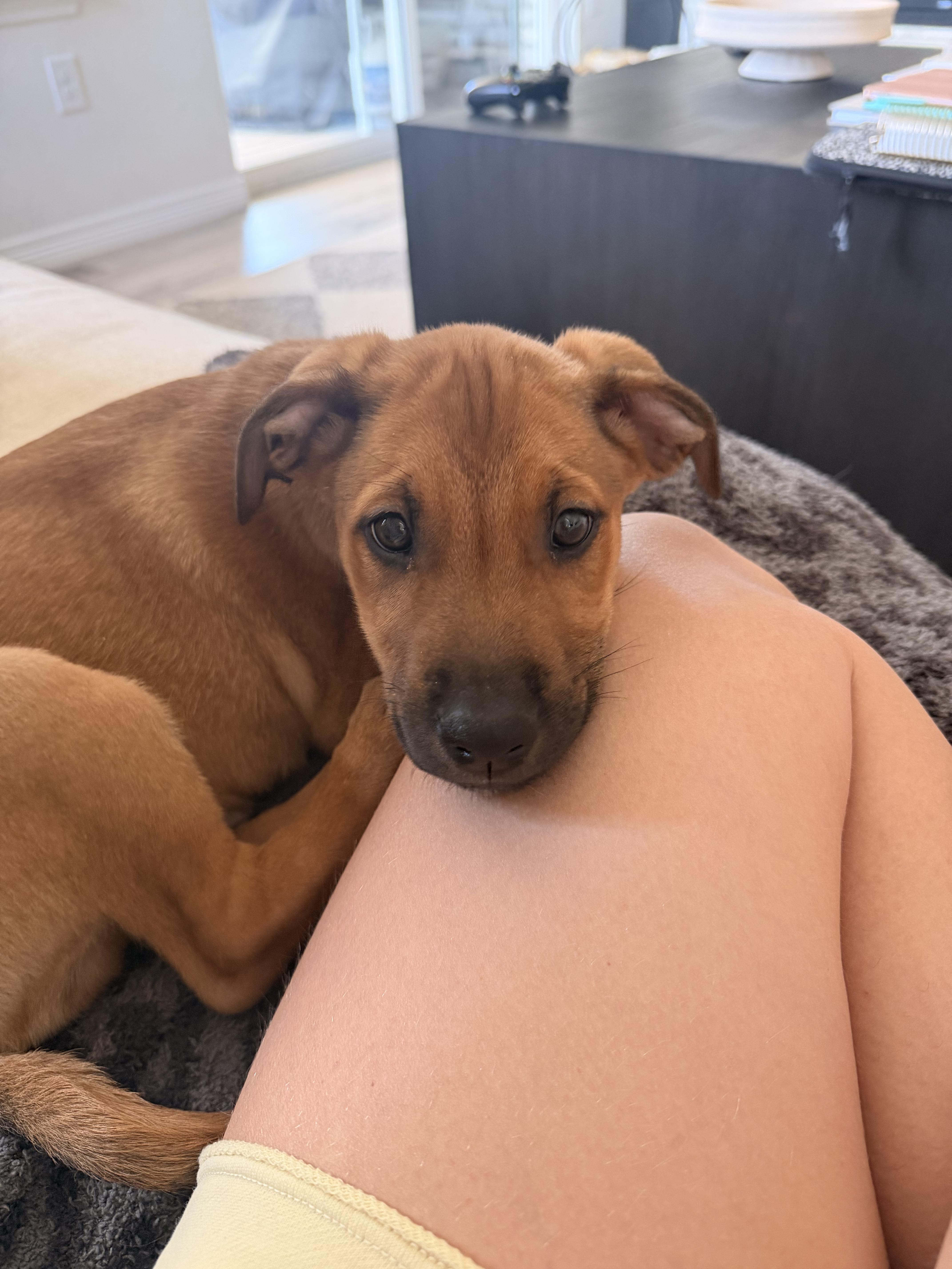 A baby medium-sized male Yellow / Tan / Blond / Fawn Shepherd dog named Yogi for adoption in Commerce City, CO