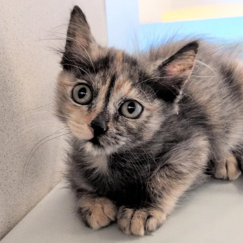 A baby small-sized female Calico Domestic Short Hair cat named Red Velvet for adoption in Reno, NV