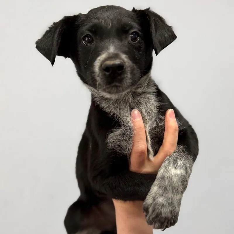 A baby small-sized male Black Border Collie dog named Marshall for adoption in Idaho Falls, ID
