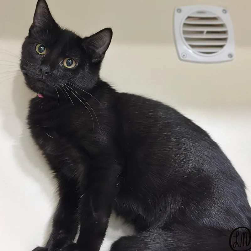 A baby medium-sized female Black Domestic Short Hair cat named Ophelia for adoption in Victor, NY