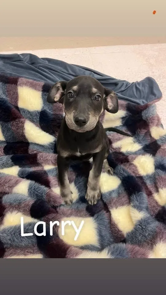 Larry thumbnail 3