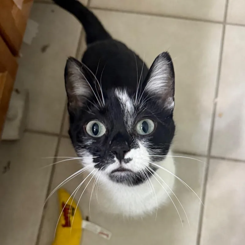 An adult small-sized female Black Domestic Short Hair cat named Cookie for adoption in Frederick, MD