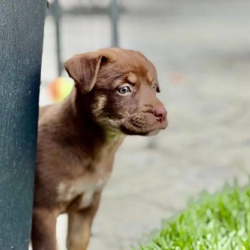 A baby medium-sized female Brown / Chocolate Hound dog named Penny for adoption in Joliet, IL