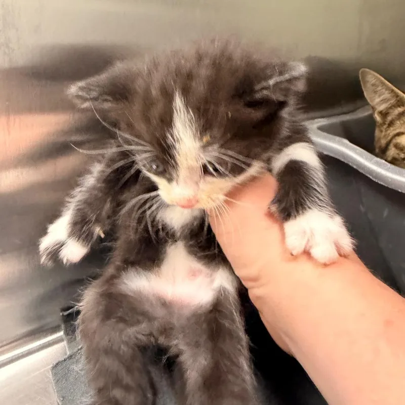 A baby small-sized female Brown / Chocolate Domestic Short Hair cat named Tink for adoption in Indianapolis, IN