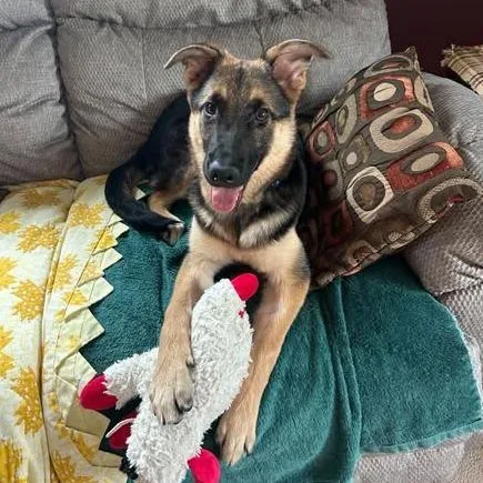 A young medium-sized male German Shepherd Dog dog named Leroy for adoption in Alma, WI