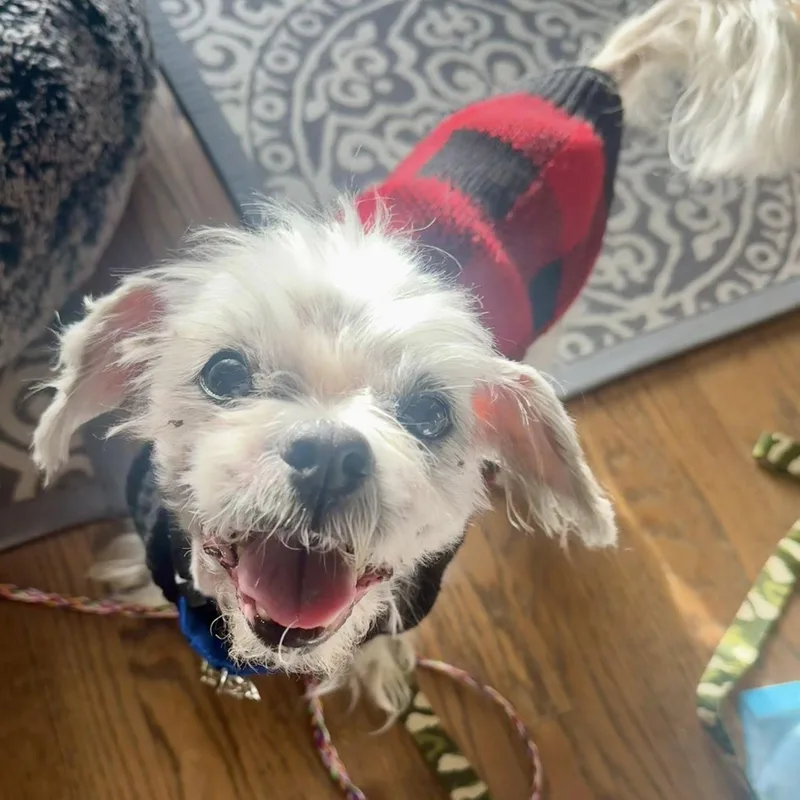 A senior small-sized male Shih Tzu dog named Larry for adoption in Palatine, IL