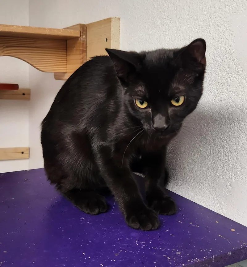 A young medium-sized male Black Domestic Short Hair cat named Sabastian for adoption in Yarnell, AZ