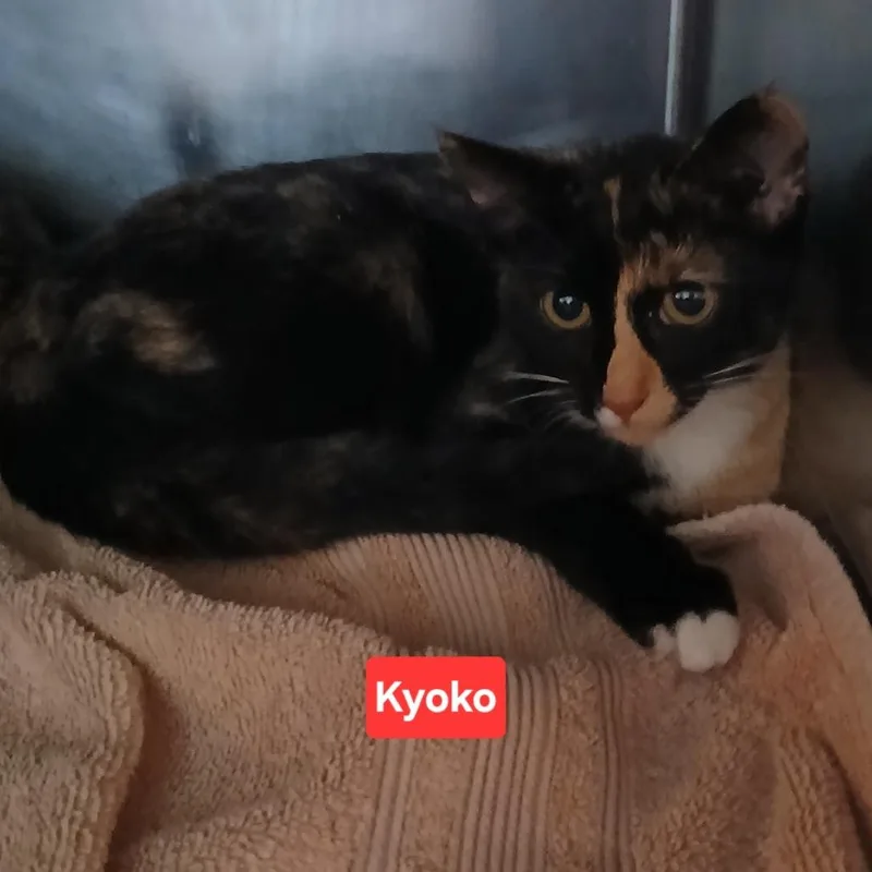 A young small-sized female Tortoiseshell Domestic Short Hair cat named Hestia C for adoption in Princeton, MN