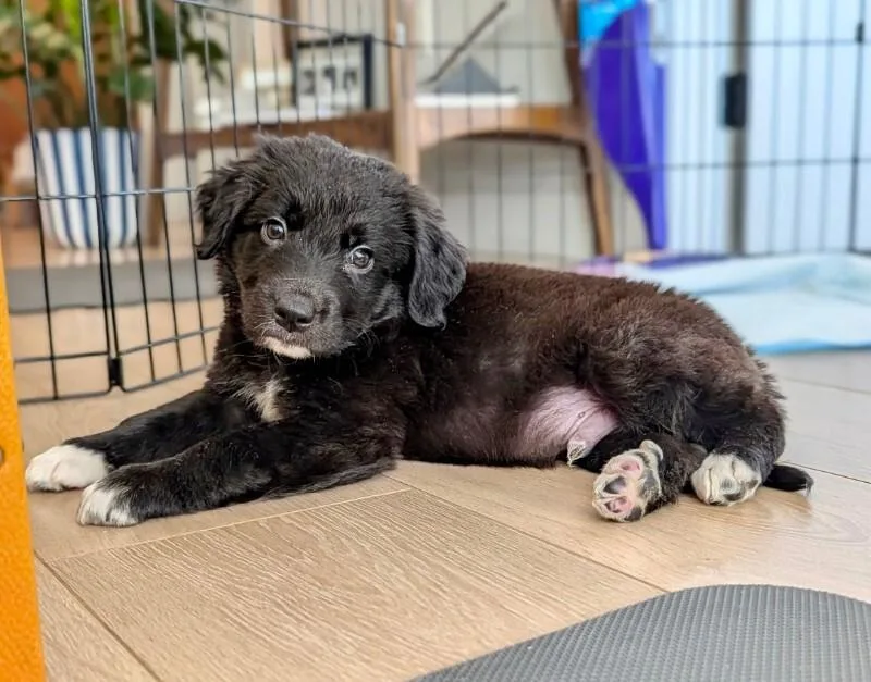 A young medium-sized male Labrador Retriever dog named Littlefoot for adoption in Valley Village, CA