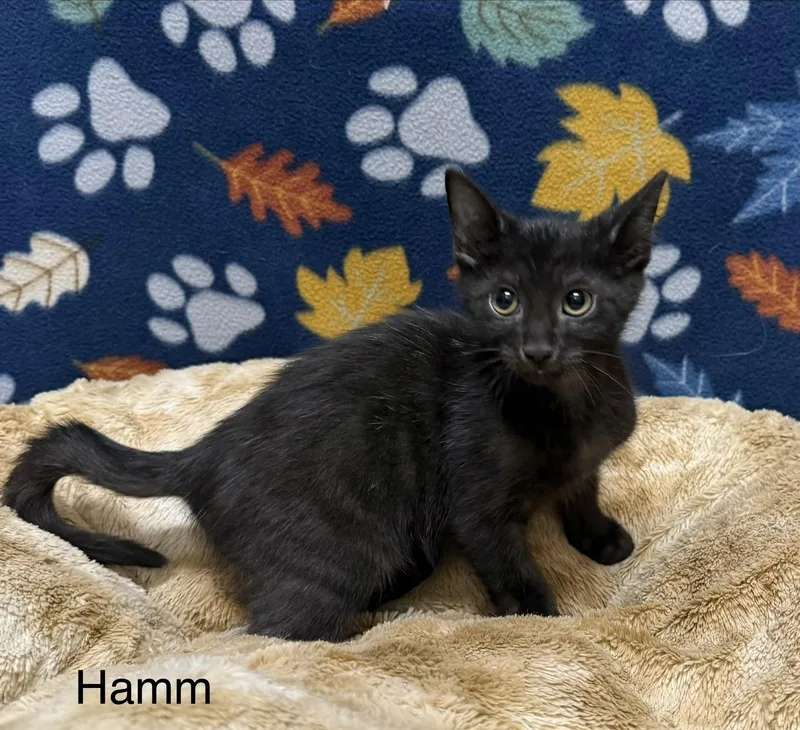 A baby medium-sized male Black Domestic Short Hair cat named Hamm for adoption in Logan, OH