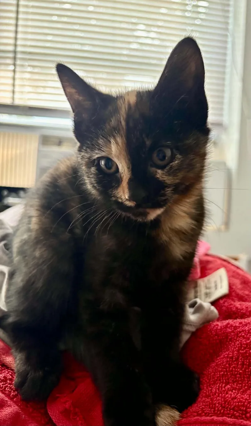 A baby medium-sized female Tortoiseshell cat named Poppy for adoption in Warren, NJ