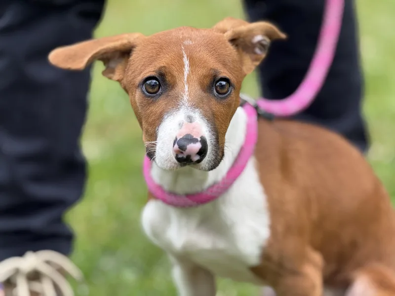 Freddy Mercury thumbnail 3