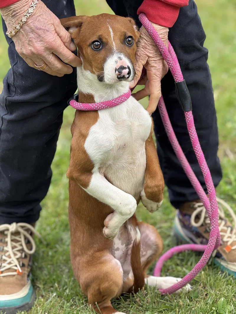 Freddy Mercury thumbnail 4