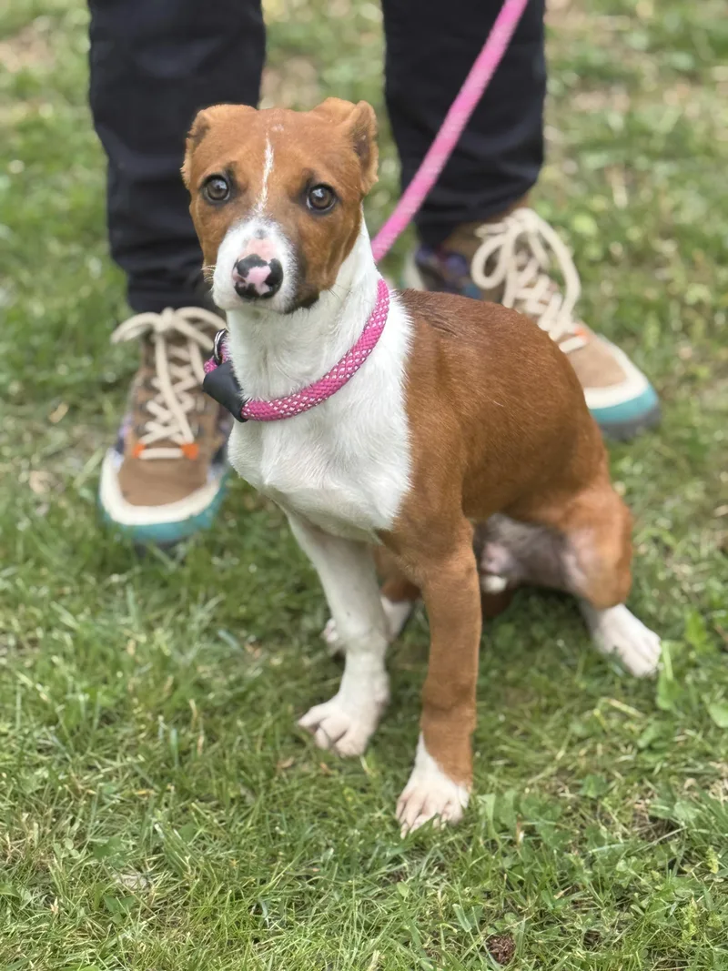 Freddy Mercury thumbnail 6