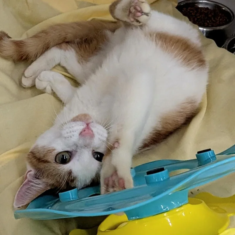A young medium-sized male Orange & White Domestic Short Hair cat named George for adoption in Buffalo, NY