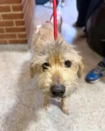 An adult medium-sized male Terrier dog named Benji for adoption in Washington, DC