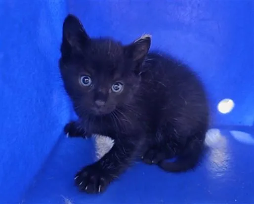 A baby small-sized male Domestic Short Hair cat named Taki for adoption in Orlando, FL