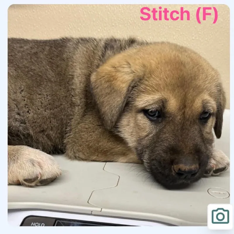 A baby large-sized female Brown / Chocolate Caucasian Sheepdog / Caucasian Ovtcharka dog named Stitch for adoption in Oxford, ME
