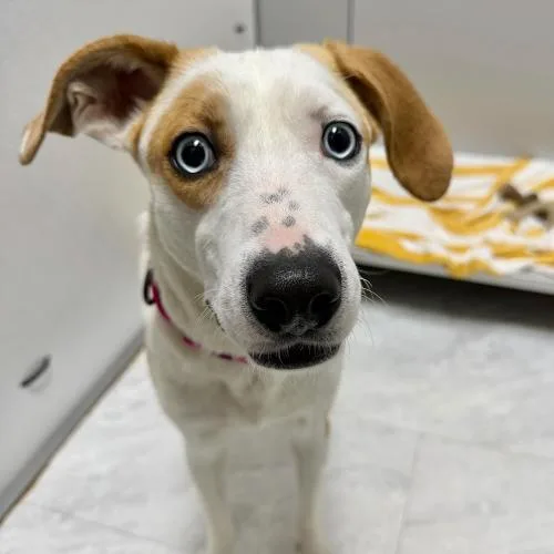 A baby medium-sized female Bicolor Mixed Breed dog named Botanical Babe for adoption in Toms River, NJ