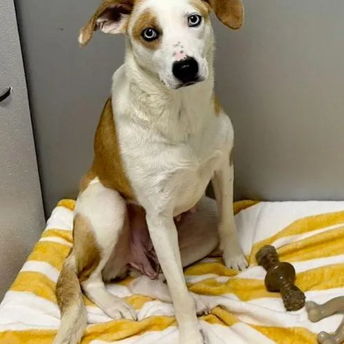 Botanical Babe thumbnail 4