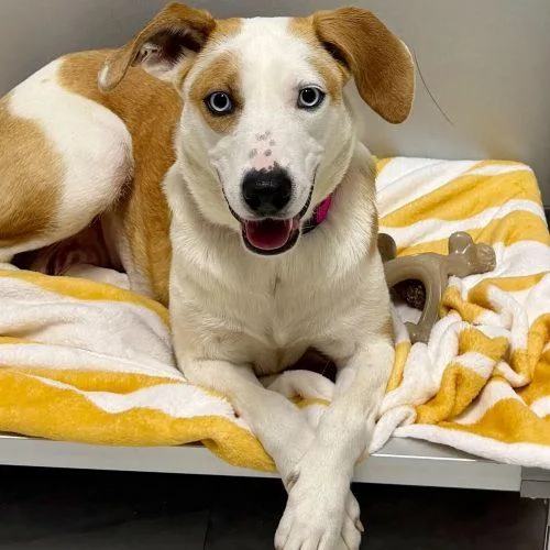 Botanical Babe thumbnail 5