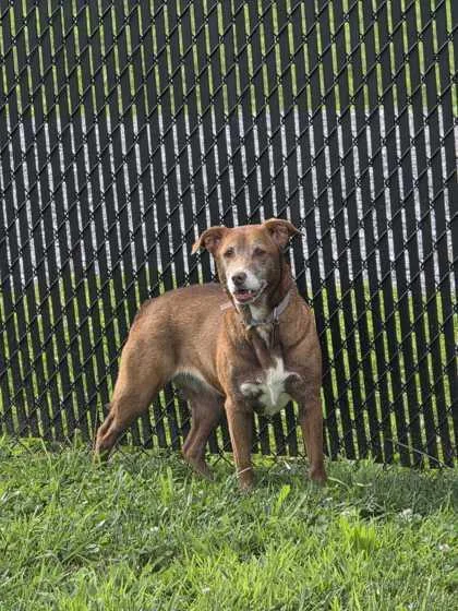 A senior medium-sized female Shepherd dog named Skyler for adoption in Sevierville, TN