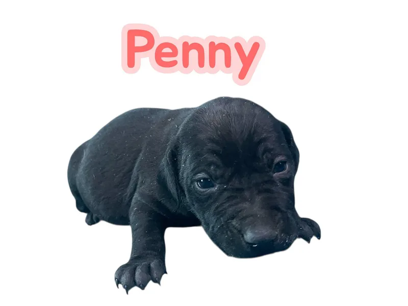 Penny thumbnail 2