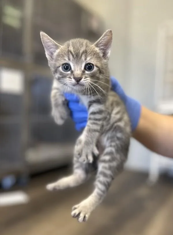 A baby small-sized male Domestic Short Hair cat named Rusty for adoption in Victorville, CA