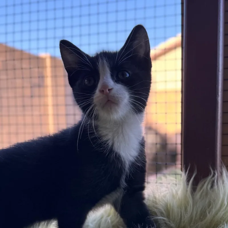 A young medium-sized female Domestic Short Hair cat named Dotty Minerva for adoption in Peoria, AZ