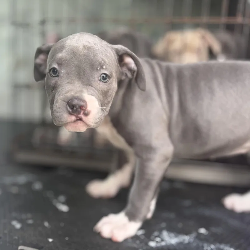 Blueberry thumbnail 2