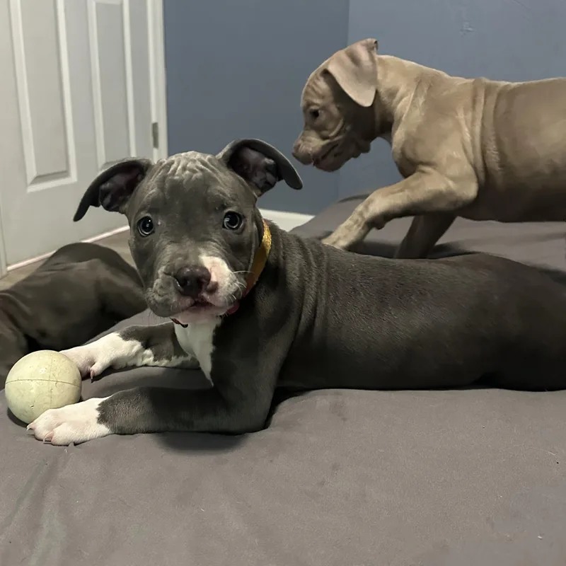 Blueberry thumbnail 3