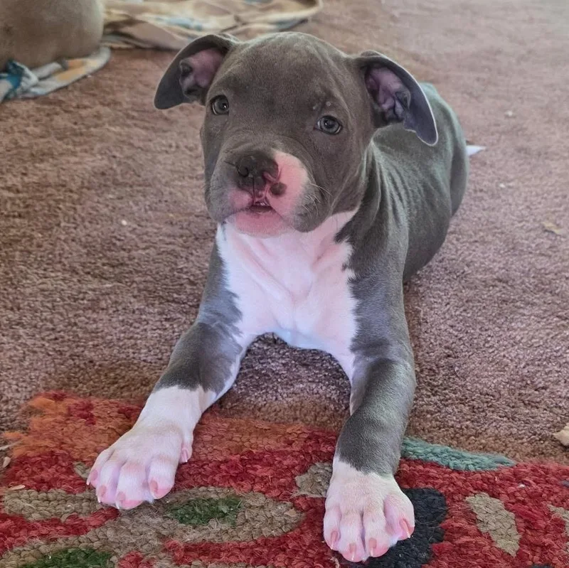 Blueberry thumbnail 4