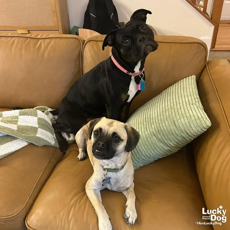 A young small-sized female Pug dog named Tina for adoption in Washington, DC