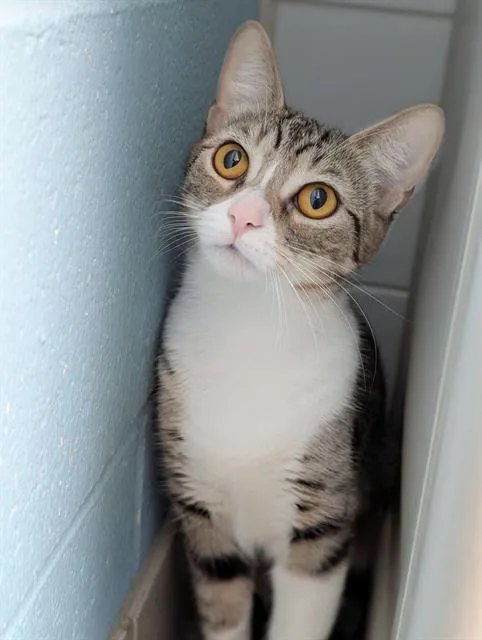 A young medium-sized female Domestic Short Hair cat named Posey for adoption in Canfield, OH