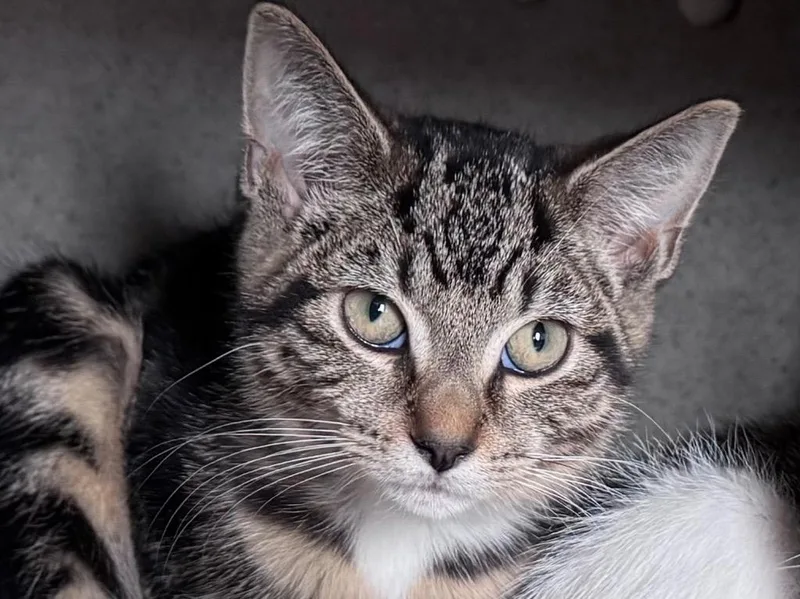A baby small-sized female Tabby cat named Carolina for adoption in Powell, OH