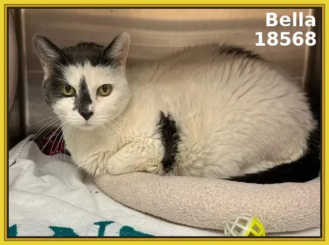 A senior medium-sized female White Domestic Short Hair cat named Bella for adoption in Marietta, GA