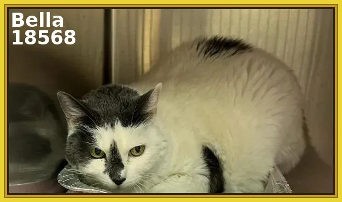 Bella thumbnail 2