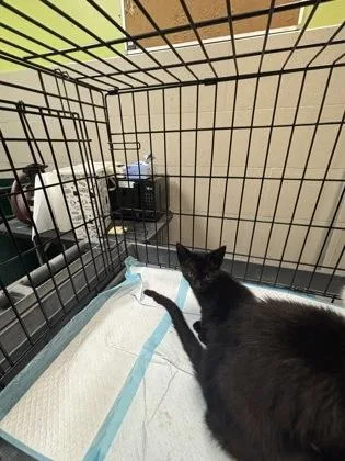A baby small-sized male Domestic Short Hair cat named Roblox for adoption in New Orleans, LA