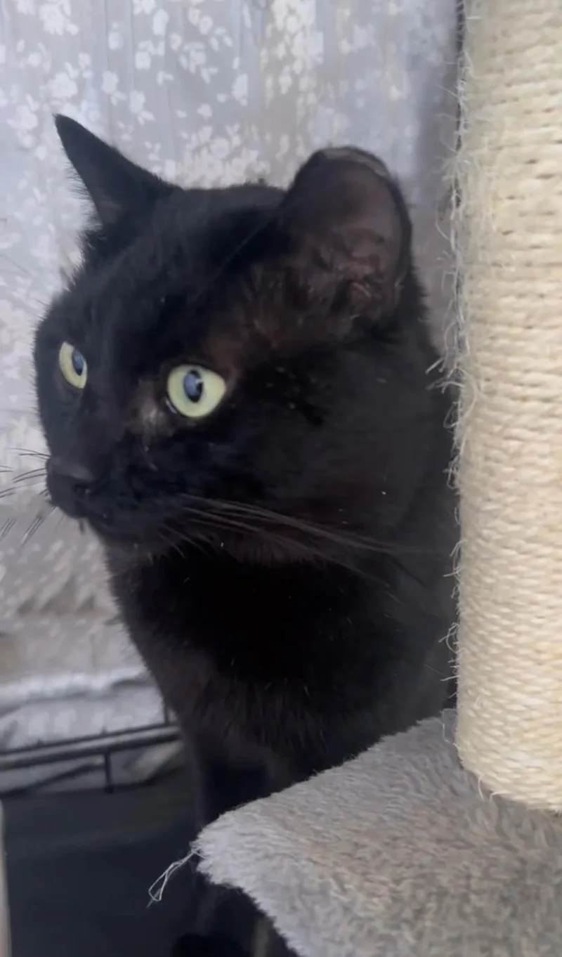 Midnight Stars thumbnail 2