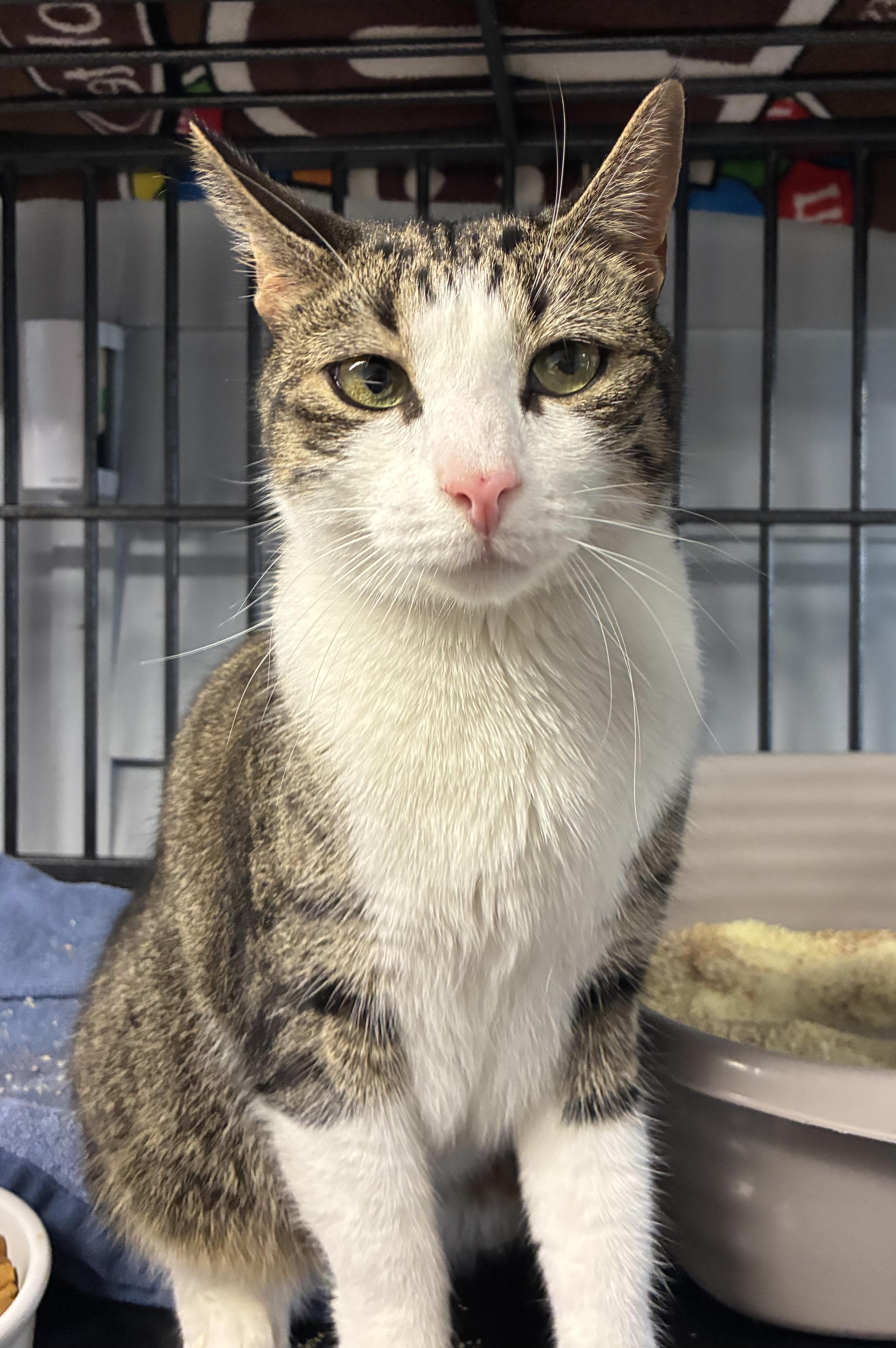 King Louie thumbnail 2