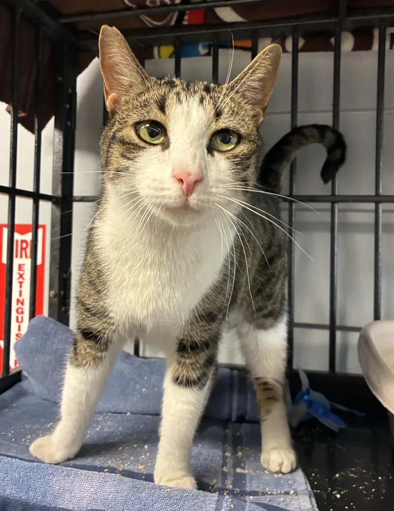 An adult large-sized male Tabby (Tiger Striped) Domestic Short Hair cat named King Louie for adoption in Breinigsville, PA