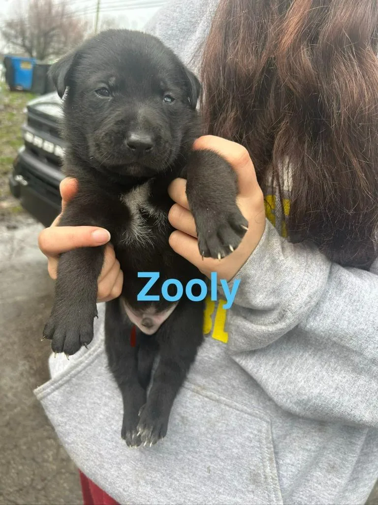 A baby large-sized male Mixed Breed dog named Zooly for adoption in Hillsboro, OH