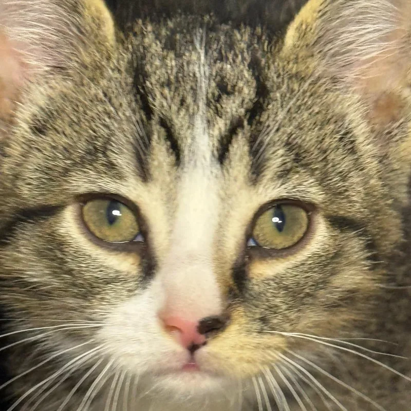 A baby small-sized male Buff / Tan / Fawn Domestic Short Hair cat named Sun Cruiser for adoption in Middle Village, NY