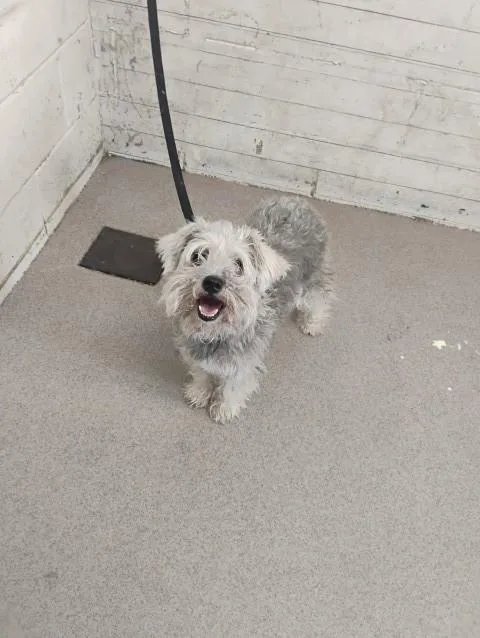 A senior small-sized female Schnauzer dog named Seraphina for adoption in San Bernardino, CA